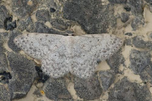 Réf. 141 380 : Scopula marginepunctata
