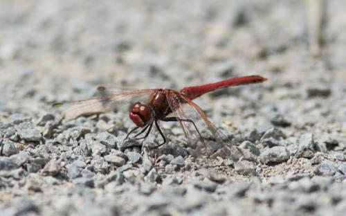 Sympetrum fonscolombii