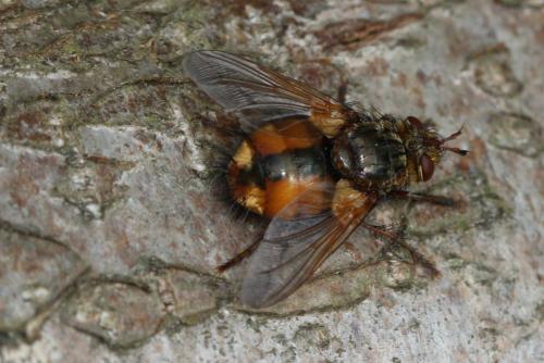 Tachina fera