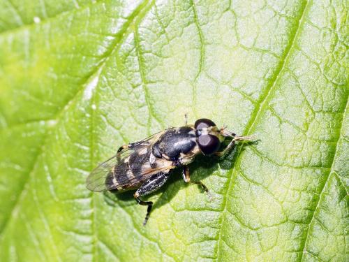 Réf. 141 260 : Syritta pipiens