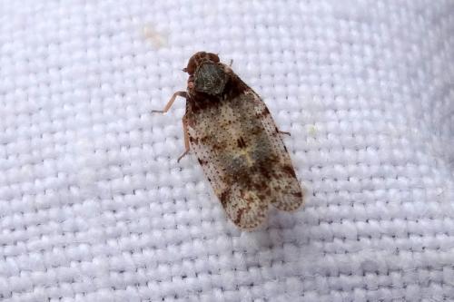 Tachycixius pilosus