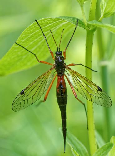 Tanyptera atrata