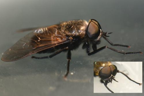 Dasyrhamphis ater