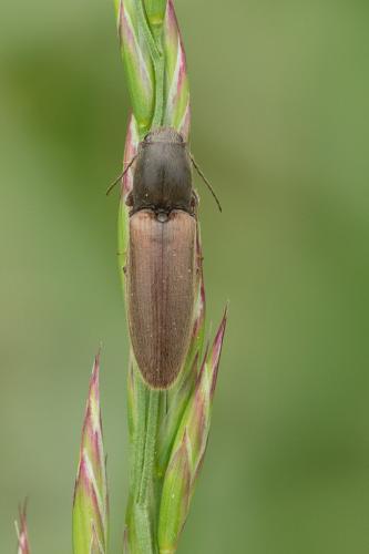 Réf. 141 324 : Athous haemorrhoidalis