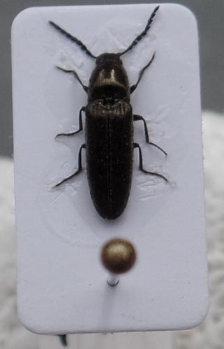 Réf. 141 759 : Limonius sp.