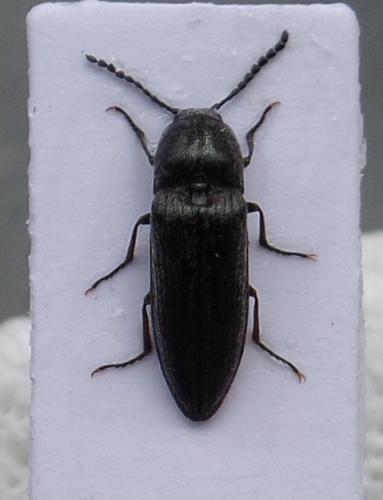 Cidnopus pilosus