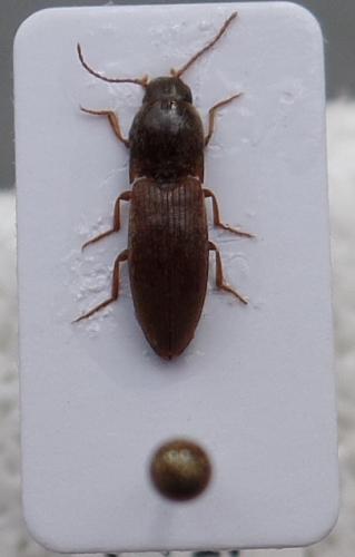 Agriotes sp.