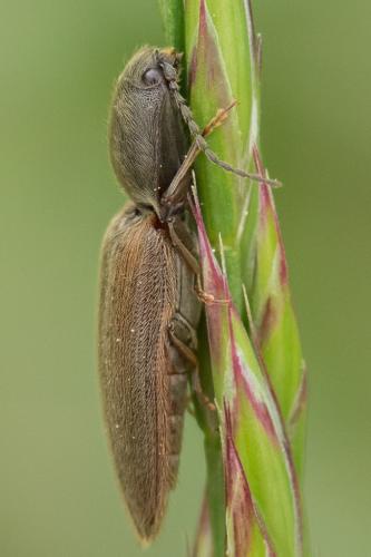 Réf. 141 440 : Athous haemorrhoidalis