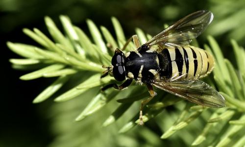Temnostoma vespiforme