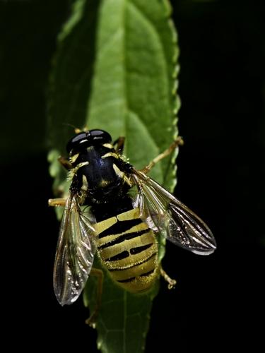 Temnostoma vespiforme