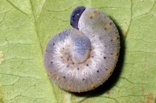 Abia sp.