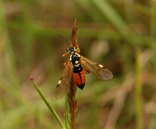 Tenthredopsis (ornata-stigma)
