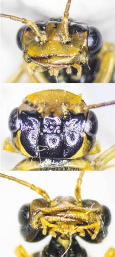 Réf. 141 207 : Pamphilius inanitus