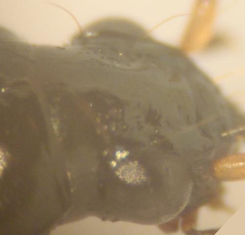 Bembidion decorum