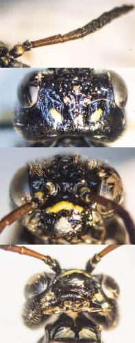 Allantus viennensis