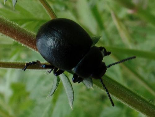 Timarcha goettingensis