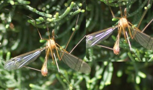 Tipula sp.