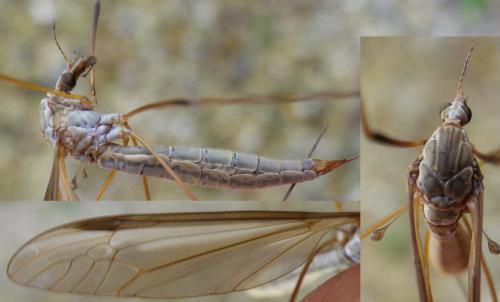 Réf. 141 383 : Tipula oleracea