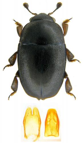 Lamiogethes morosus