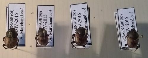 Onthophagus lemur