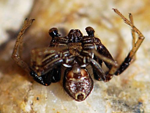Xysticus kochi