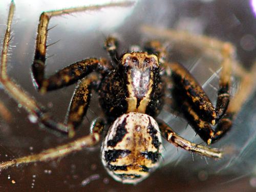 Xysticus kochi