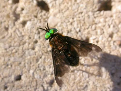 Réf. 141 637 : Chrysops caecutiens