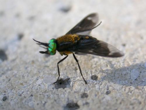 Chrysops caecutiens