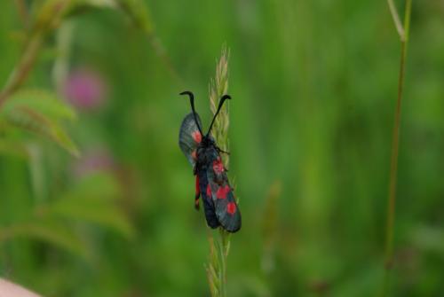 Zygaena sp.