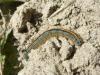 141096 – Photo : Andre Astric – France (68)