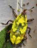 141086 – Photo : Yanissea – Guyane française