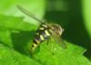 141094 – Photo : christine le fur – France (91)