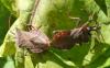 141087 – Photo : Bscrl – France (06)