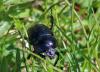 141038 – Photo : Williams Fondevilla – France (31)