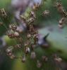 141073 – Photo : Anne Forgues – France (11)