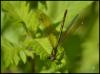 141111 – Photo : Josselyne Bayle – France (33)