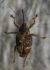 141585 – Photo : Guénael Hallart – France (02)