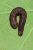 141080 – Photo : Insectesidf – France (61)