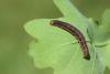 141081 – Photo : Insectesidf – France (61)