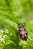 141376 – Photo : Thierry Morel – France (25)