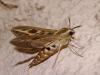 141061 – Photo : Arnaud Jean-Pierre – France (66)