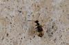 141024 – Photo : Fabricius – France (13)