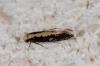 141028 – Photo : Fabricius – France (13)