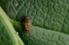 141031 – Photo : Fabricius – France (13)