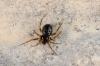 141030 – Photo : Fabricius – France (13)