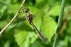141370 – Photo : Bertrand Piney – France (44)