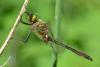 141371 – Photo : Bertrand Piney – France (44)