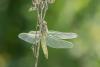 141144 – Photo : brigitte ghilain – Belgique