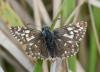 141349 – Photo : Pierre SENGEZ – France (60)