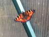 141988 – Photo : Limenitis78 – France (78)